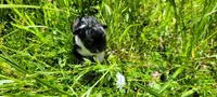 Chunky , a male Chorkie for sale in Colton, NY – 3 of 9