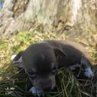 Tiny tim, a male Chihuahua for sale in Colton, NY – 4 of 6