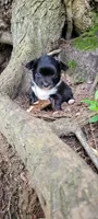 Boone, a male Chihuahua for sale in Colton, NY – 2 of 5