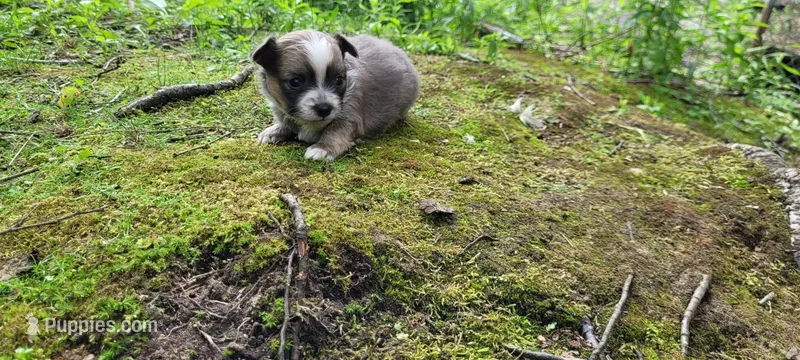 Matty, a male Chihuahua for sale in Colton, NY – 1 of 5