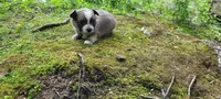 Matty, a male Chihuahua for sale in Colton, NY – 1 of 5
