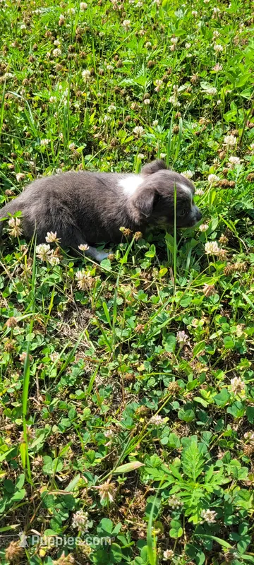 Junior  – Chihuahua puppy for sale in Colton, NY