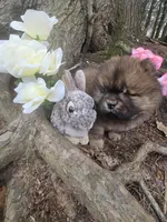 Willy, a male Chow Chow for sale in Colton, NY – Photo 2 of 4