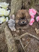 Willy, a male Chow Chow for sale in Colton, NY – Photo 4 of 4