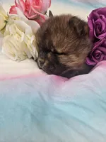 Willy, a male Chow Chow for sale in Colton, NY – Photo 1 of 4