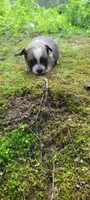 Matty, a male Chihuahua for sale in Colton, NY – 3 of 5