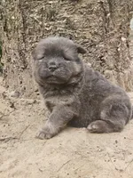 Claire, a female Chow Chow for sale in Colton, NY – Photo 2 of 5