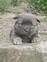 Claire, a female Chow Chow for sale in Colton, NY – Photo 1 of 5