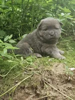 Claire, a female Chow Chow for sale in Colton, NY – Photo 3 of 5