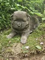 Claire, a female Chow Chow for sale in Colton, NY – Photo 5 of 5