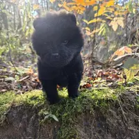 Bear, a male Chow Chow for sale in Colton, NY – Photo 5 of 7