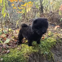 Bear, a male Chow Chow for sale in Colton, NY – Photo 3 of 7