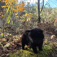 Bear, a male Chow Chow for sale in Colton, NY – Photo 7 of 7