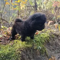 Bear, a male Chow Chow for sale in Colton, NY – Photo 1 of 7