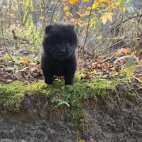 Bear, a male Chow Chow for sale in Colton, NY – Photo 2 of 7