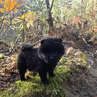 Bear, a male Chow Chow for sale in Colton, NY – Photo 6 of 7