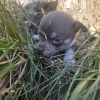 Tiny tim, a male Chihuahua for sale in Colton, NY – 6 of 6