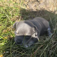 Sweet pea, a female Chihuahua for sale in Colton, NY – 4 of 6