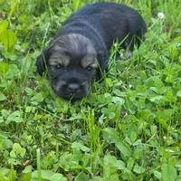 Ember, a female Chihuahua and Miniature Dachshund for sale in Colton, NY – 2 of 4