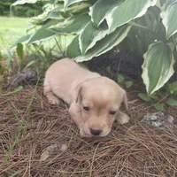 Sparrow, a female Chiweenie for sale in Colton, NY – 2 of 7