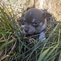 Tiny tim, a male Chihuahua for sale in Colton, NY – 2 of 6