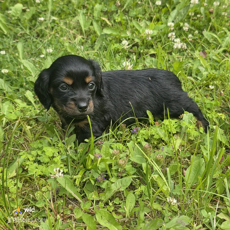 River – Chihuahua, Miniature Dachshund puppy for sale in Colton, NY