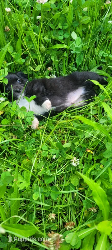 Boone – Chihuahua puppy for sale in Colton, NY