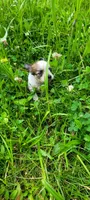 Rose, a female Chihuahua for sale in Colton, NY – 4 of 7
