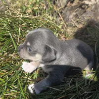 Sweet pea, a female Chihuahua for sale in Colton, NY – 1 of 6