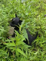 Blaze, a male Chihuahua for sale in Colton, NY – Photo 3 of 6