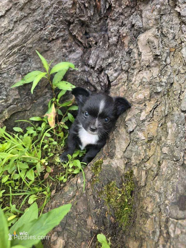 Blaze, a male Chihuahua for sale in Colton, NY – Photo 1 of 6