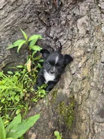 Blaze, a male Chihuahua for sale in Colton, NY – Photo 1 of 6