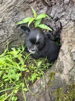 Blaze, a male Chihuahua for sale in Colton, NY – Photo 2 of 6