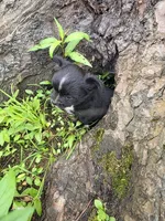 Blaze, a male Chihuahua for sale in Colton, NY – Photo 4 of 6