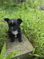 Blaze, a male Chihuahua for sale in Colton, NY – Photo 6 of 6