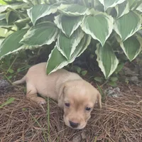 Sparrow, a female Chiweenie for sale in Colton, NY – 3 of 7