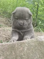 Lucas, a male Chow Chow for sale in Colton, NY – Photo 1 of 7