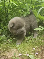 Lucas, a male Chow Chow for sale in Colton, NY – Photo 5 of 7