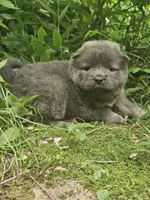 Lucas, a male Chow Chow for sale in Colton, NY – Photo 7 of 7