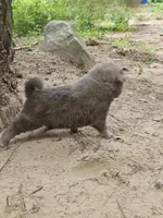 Lucas, a male Chow Chow for sale in Colton, NY – Photo 2 of 7