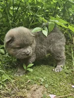 Lucas, a male Chow Chow for sale in Colton, NY – Photo 6 of 7