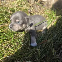 Sweet pea, a female Chihuahua for sale in Colton, NY – 2 of 6