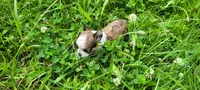 Rose, a female Chihuahua for sale in Colton, NY – 3 of 7