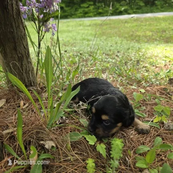 Dakota  – Chiweenie puppy for sale in Colton, NY