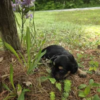 Dakota , a female Chiweenie for sale in Colton, NY – 1 of 5