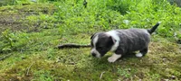 Junior , a male Chihuahua for sale in Colton, NY – 2 of 5