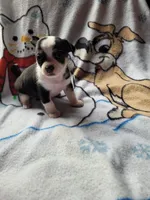 Sara, a female Chihuahua for sale in Colton, NY – Photo 4 of 4