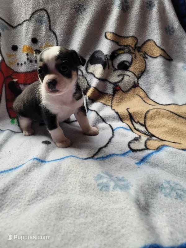 Sara, a female Chihuahua for sale in Colton, NY – Photo 1 of 4