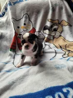 Sara, a female Chihuahua for sale in Colton, NY – Photo 3 of 4