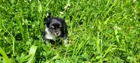 Buddy C, a male Chorkie for sale in Colton, NY – 8 of 9
